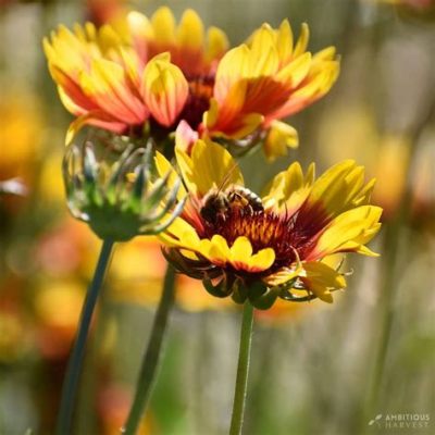 Xerophytic Flora: A Visual Exploration into Nature's Water-Wise Wonders! Unveiling Secrets of Drought-Tolerant Beauty and Resilience in the Face of Climate Change